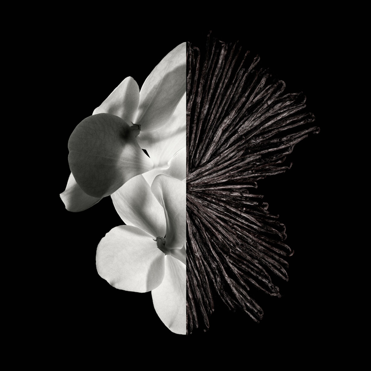 Flormar Göz Farı - Diamonds Terracotta Eyeshadow Golden Eyes 5 G 8690604083886 0212042